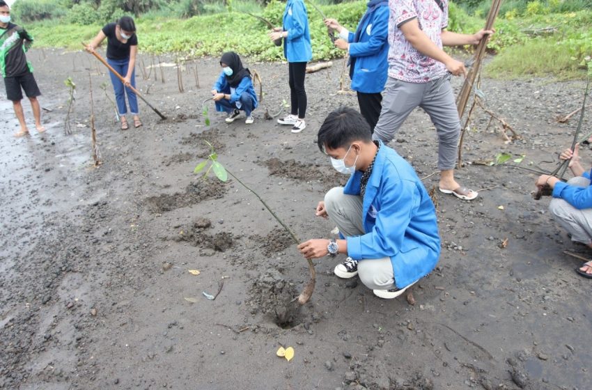  Peduli Lingkungan, KKN UMB Yogyakarta Tanam Mangrove