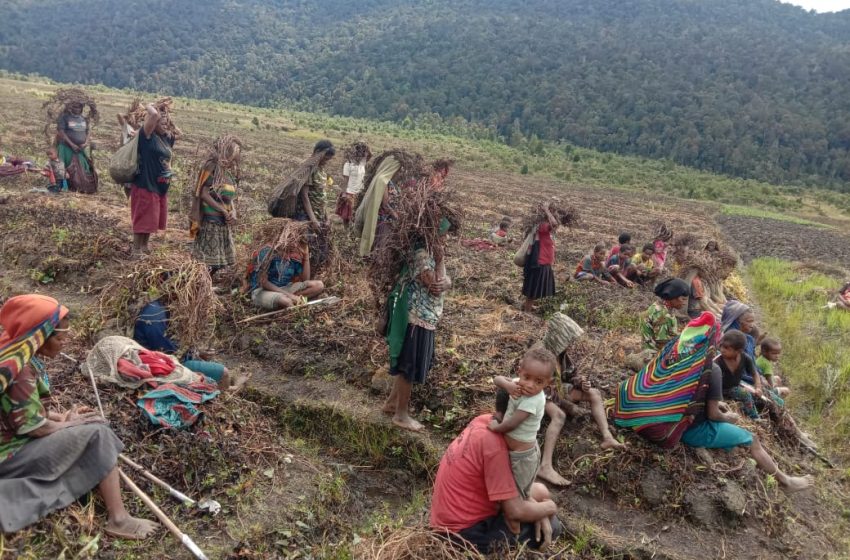  Pemkab Lanny Jaya Aktifkan Posko Tangani Bencana Kekeringan