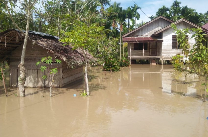  Aceh Utara Banjir, Sawah Seluas 230 Hektar Terancam Gagal Panen