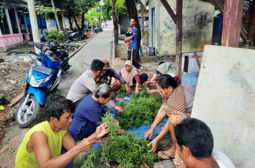  Disela-sela Sambang, Pak Bhabin Pulau Lancang Turut Bantu Warga Memanen Rumput Laut