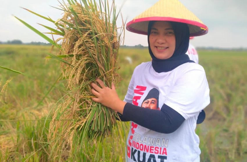  Barisan Relawan Indonesia Kuat Gelar Panen Raya Padi di Subang, Jawa Barat