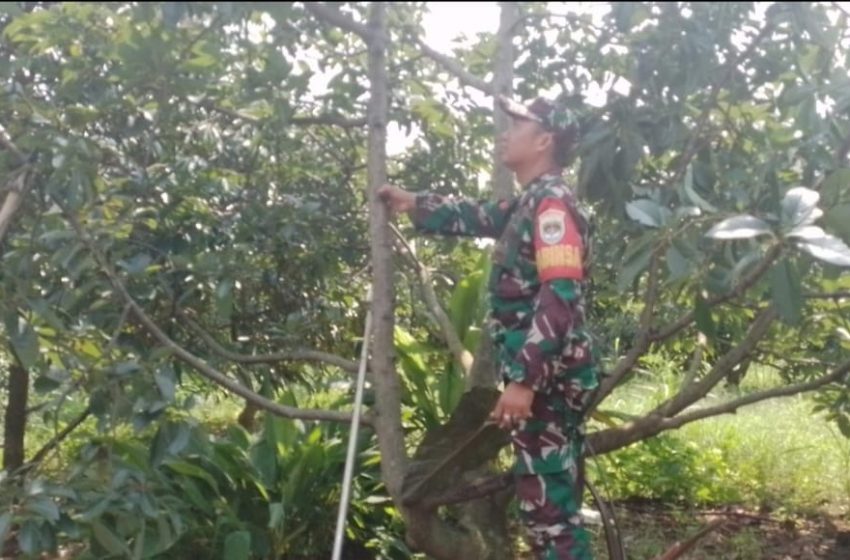  Koramil 07/Limo Gandeng Swasta Optimalkan Program Urban Farming