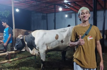 Masbibie Farm Sediakan Sapi Limousin dan Domba Berkualitas, Dijamin Puas