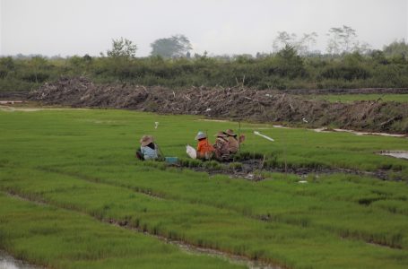 Pemerintah Optimis Program Cetak Sawah Perkuat Ketahanan Pangan